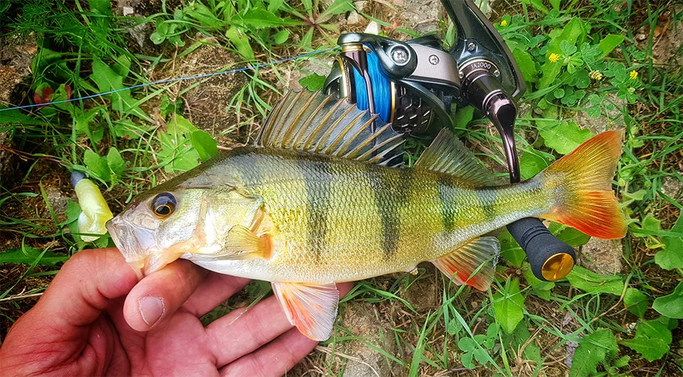 TSURINOYA Jaguar 1000 2000 3000 Long Casting Double Spool Stainless Steel Bearing  Fishing Spinning Bass Reel Saltwater